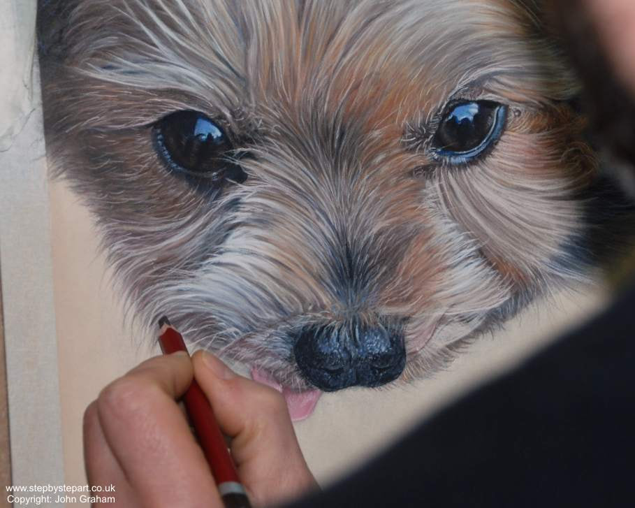 Yorkshire Terrier created in pastels by John Graham