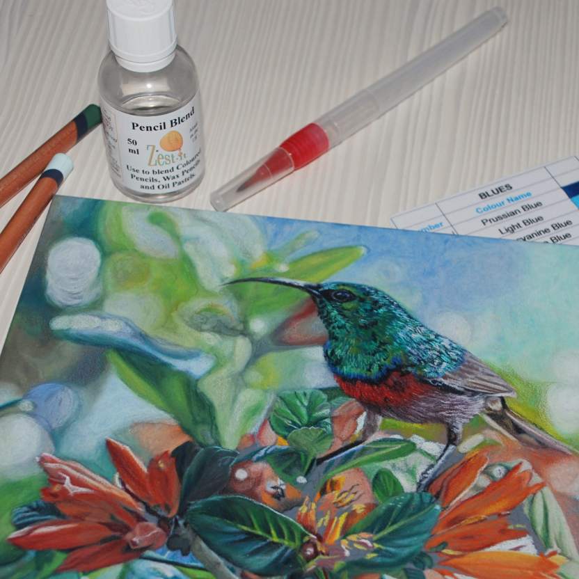 Southern double-collared Sunbird coloured pencil drawing using Zest-it pencil blend